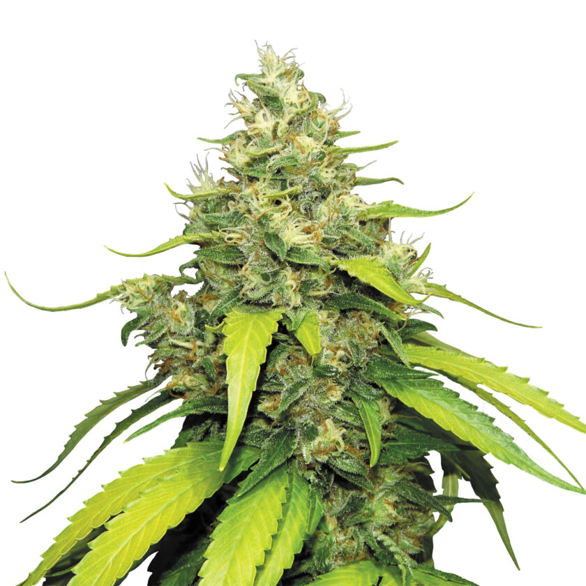 Plant_Blue Gelato_1000x1000